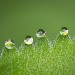 comment faire de la macrophotographie
