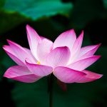 comment photographier des fleurs