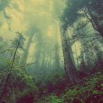 comment photographier le brouillard